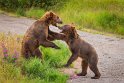 159 Katmai NP, bruine beren